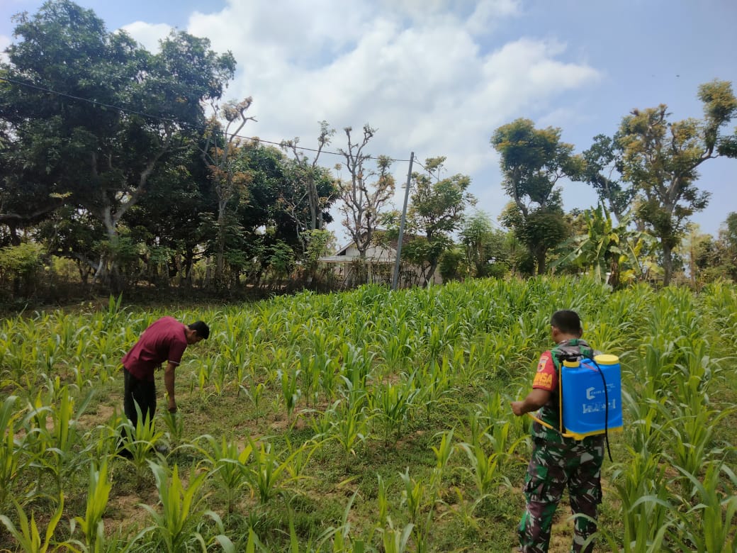 Babinsa Koramil Sapudi Bantu Warga Semprotkan Obat Hama Pada Tanaman Jagung