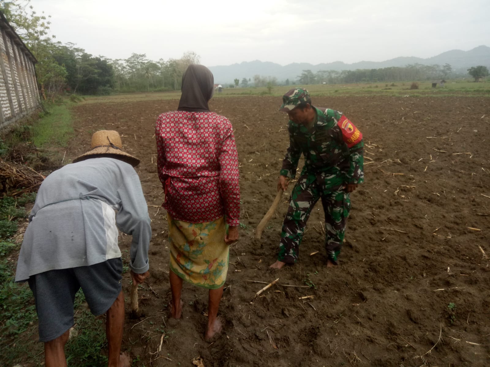 Semangat Babinsa Bantu Petani Tanam Bibit Jagung Silase