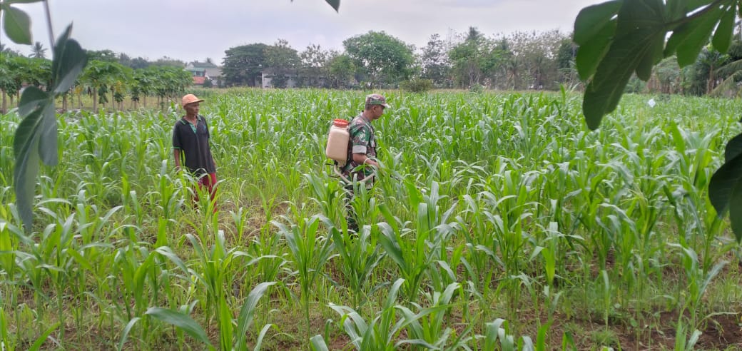 Setia Bersama Petani, Babinsa Bantu Warga Penyemprotan Gulma Pada Tanaman Jagung