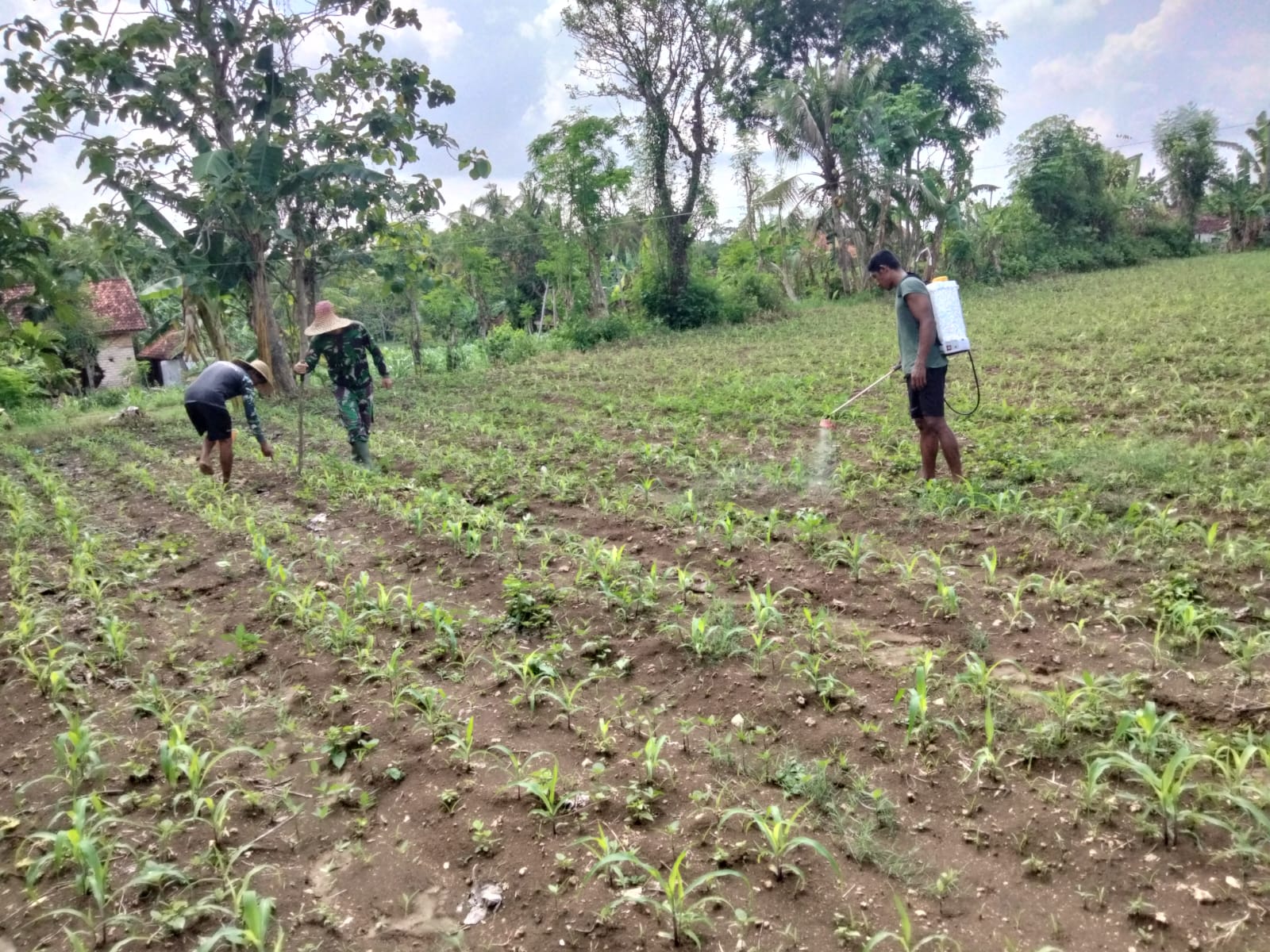 Gulma Jadi Momok Petani, Babinsa Turun Tangan