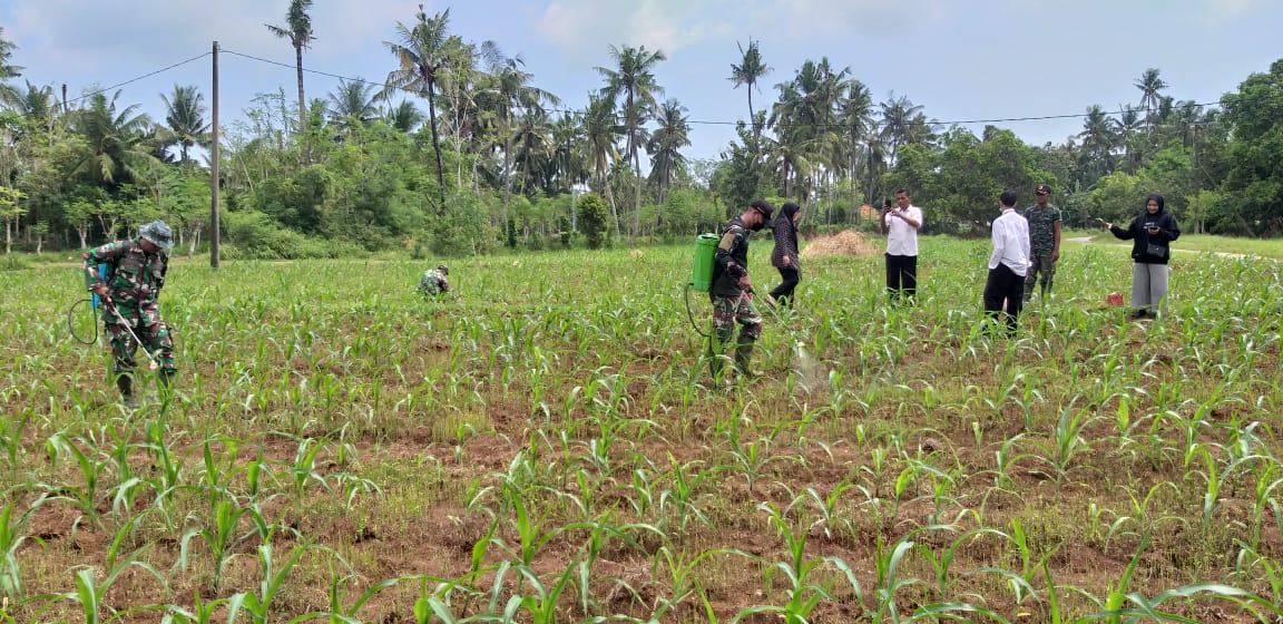 Peduli Tanaman Jagung, Babinsa Dasuk Dampingi Petani Lakukan Penyemprotan Hama