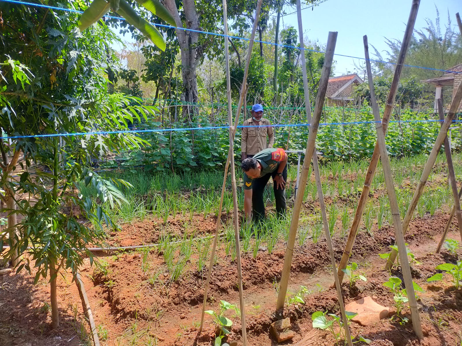 Loyalitas TNI Dampingi Petani Cek Pertumbuhan Tanaman Bawang di Wilayah