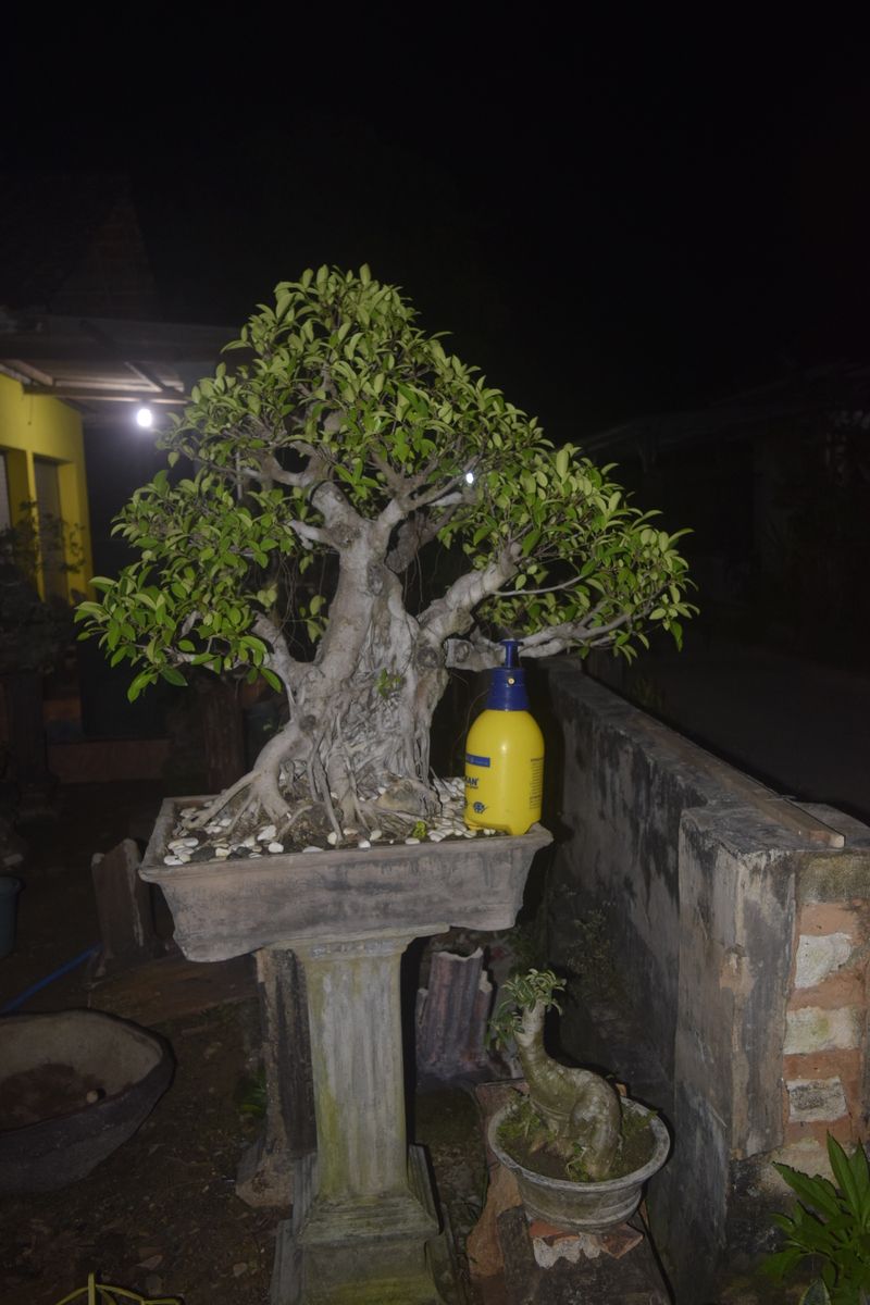 CEO Madura Expose Sulap Desa Karay MenJadi Kampoeng Bonsai