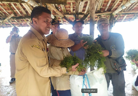 Rumput Laut Sumenep: Panen Melimpah, Petani Merana.