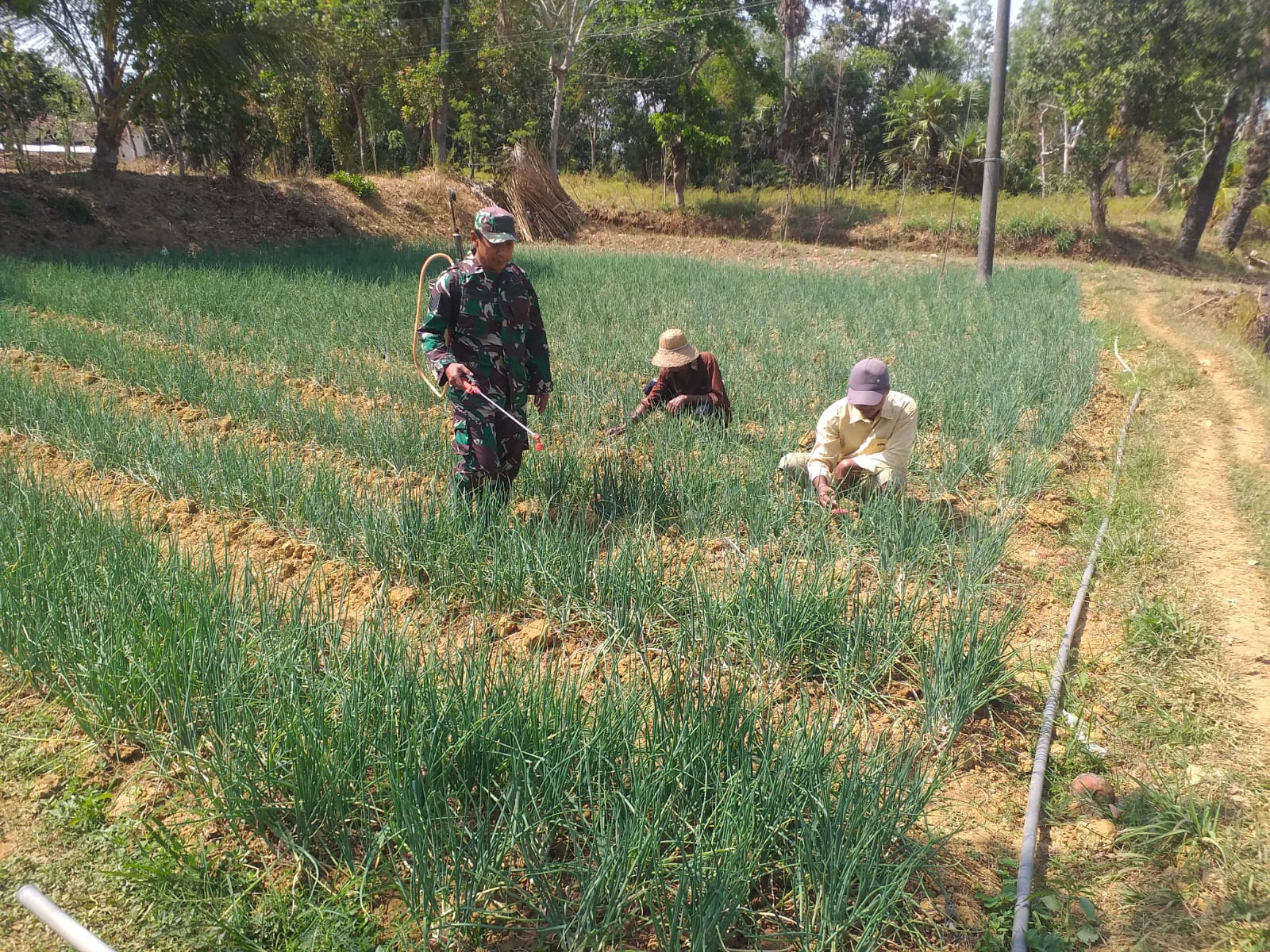 Dorong Semangat Warga Dalam Bertani, TNI Bantu Penyemprotan Hama Tanaman Bawang