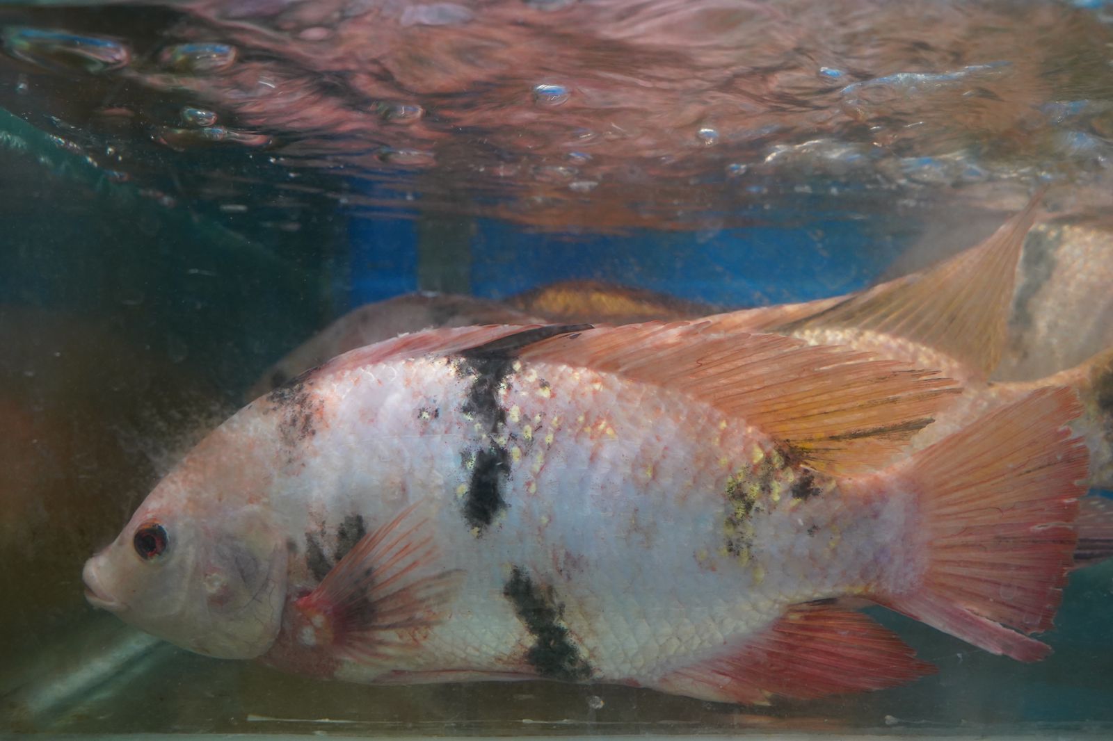 KKP Optimistis Tilapia Indonesia Jadi Primadona di Pasar Internasional