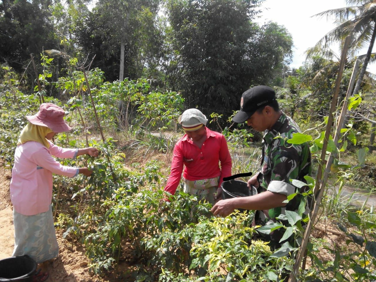 Wujud Kebersamaan Dengan Warga Desa Binaan, Babinsa Rubaru Bantu Petani Panen Cabai
