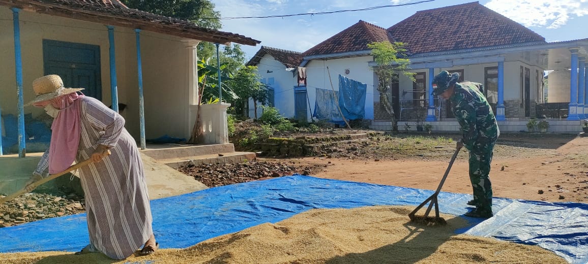 Menjaga Kualitas Hasil Panen, Babinsa Beluk Raja Bantu Petani Jemur Padi