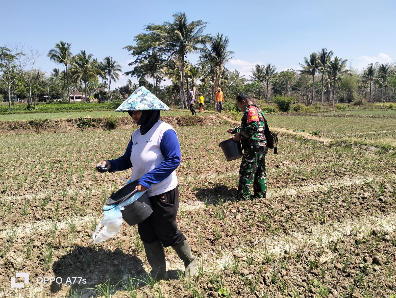 Bantu Petani, TNI Lakukan Pemupukan Pada Tanaman Bawang Merah