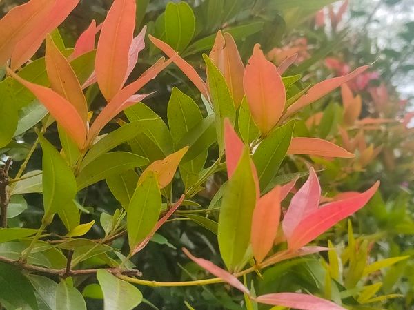 Ini 5 Manfaat Tanaman Hias Pucuk Merah bagi Kesehatan