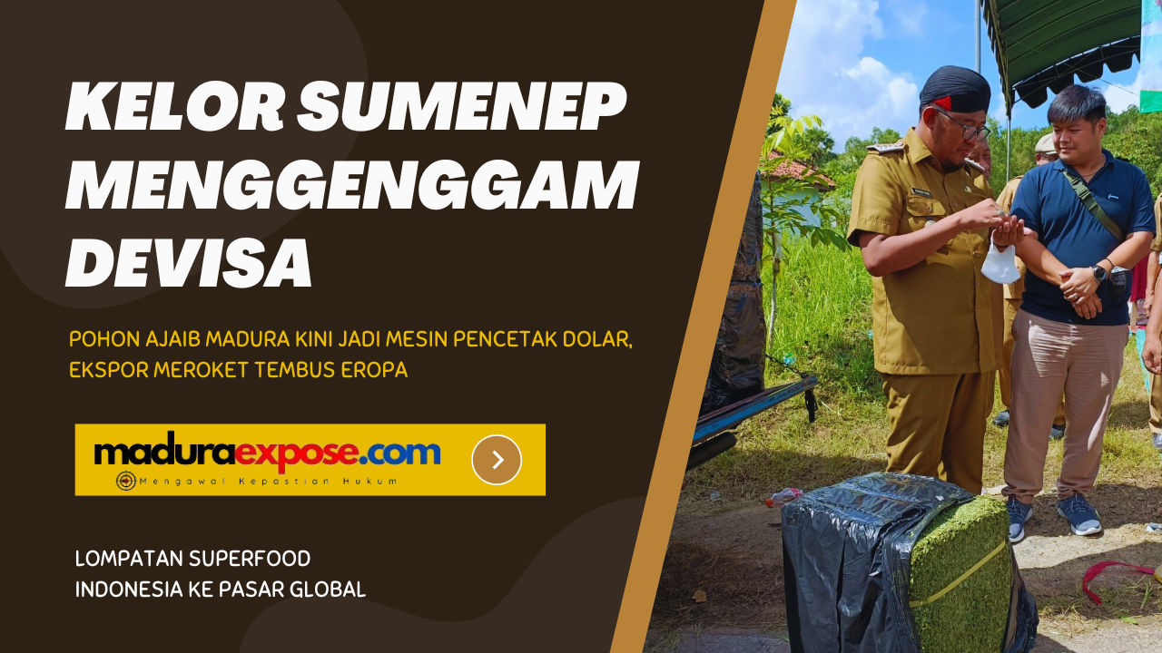 Kelor Sumenep Menggenggam Devisa: Lompatan Superfood Indonesia Ke Pasar Global