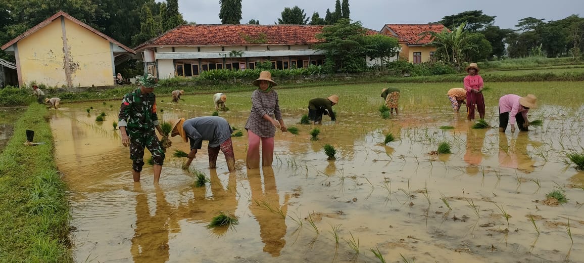 Bantu Petani Tanam Padi, ini Cara Babinsa Ambunten Turut Meningkatkan Ketahanan Pangan