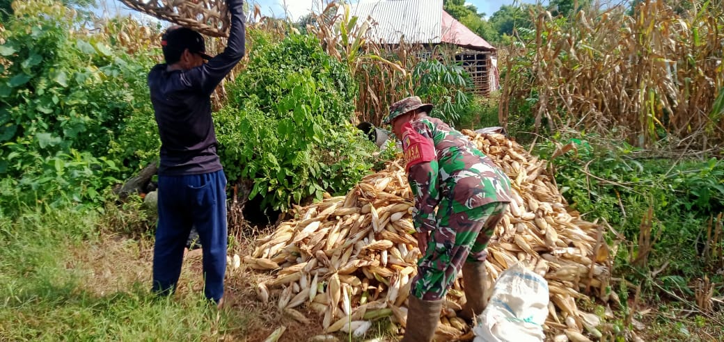 TNI bantu warga panen jagung Capai target 5 Ton