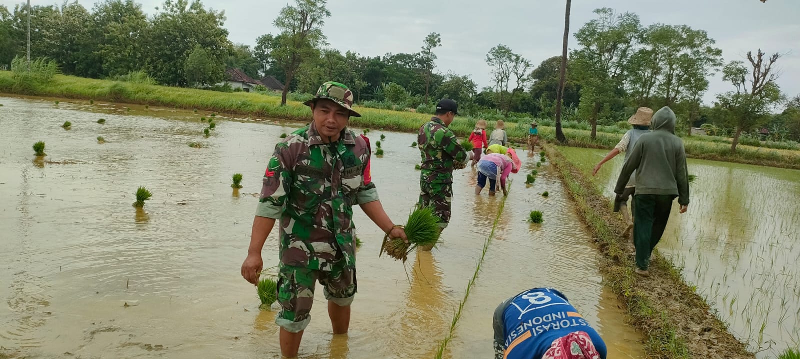 Babinsa Turun ke Sawah, Bantu Petani Tanam Padi