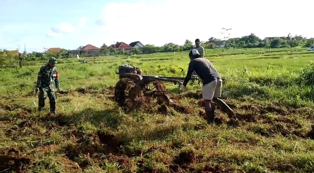 Kepedulian TNI Bantu Petani Garap Lahan Untuk Tanam Jagung