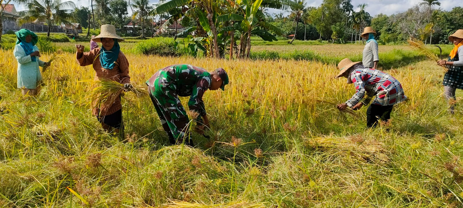 Turun ke Sawah, TNI Bantu Panen Padi Warga Binaan