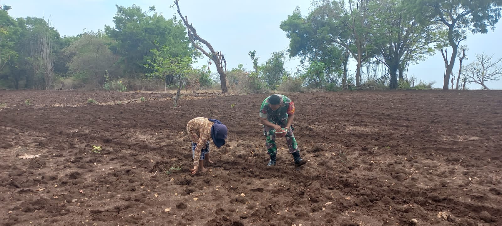 Gunakan Lahan Kosong, Babinsa Bantu Warga Menanam Jagung