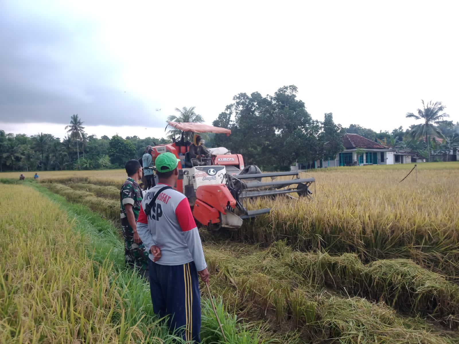 Babinsa Koramil 0827/16 Gapura Bantu Petani Panen Padi Gunakan Mesin Komben