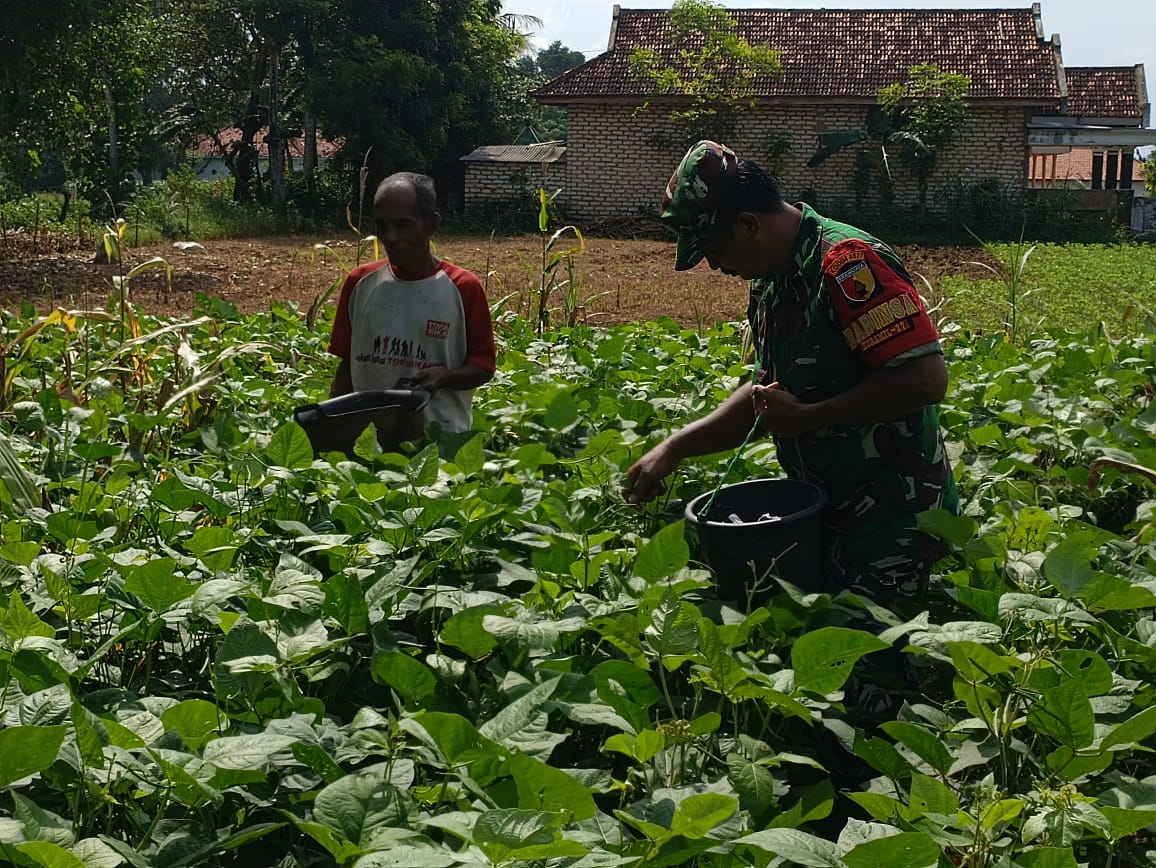 Luar Biasa, Babinsa Lenteng Bantu Panen Kacang Hijau di Wilayah Binaan