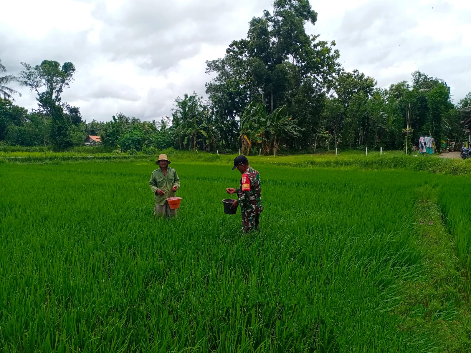 Jaga Kesuburan Padi, Babinsa Gapura Bantu Petani Tebarkan Pupuk