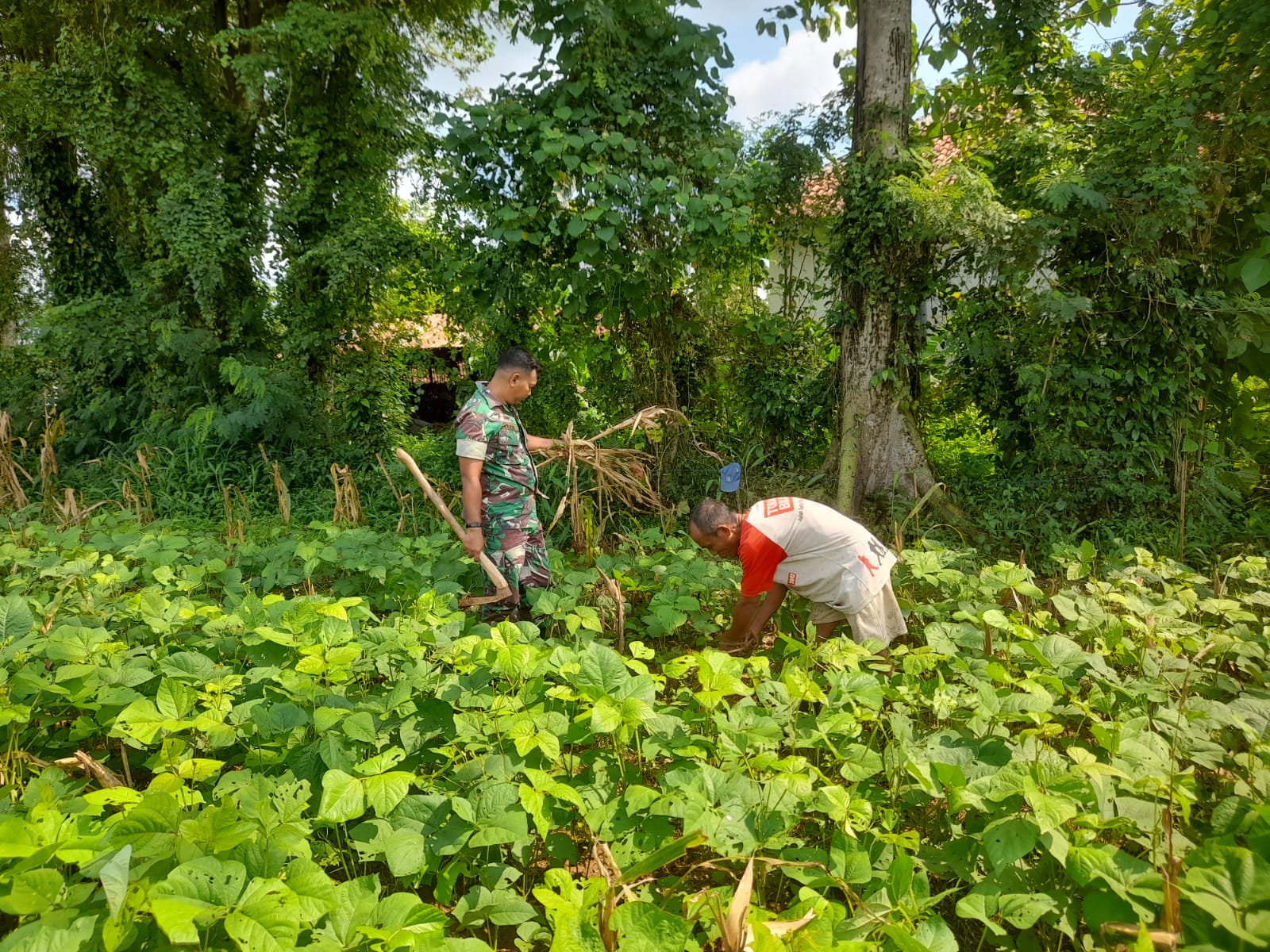 Lakukan Perawatan Pada Tanaman Kacang, Babinsa Bantu Petani Bersihkan Rumput