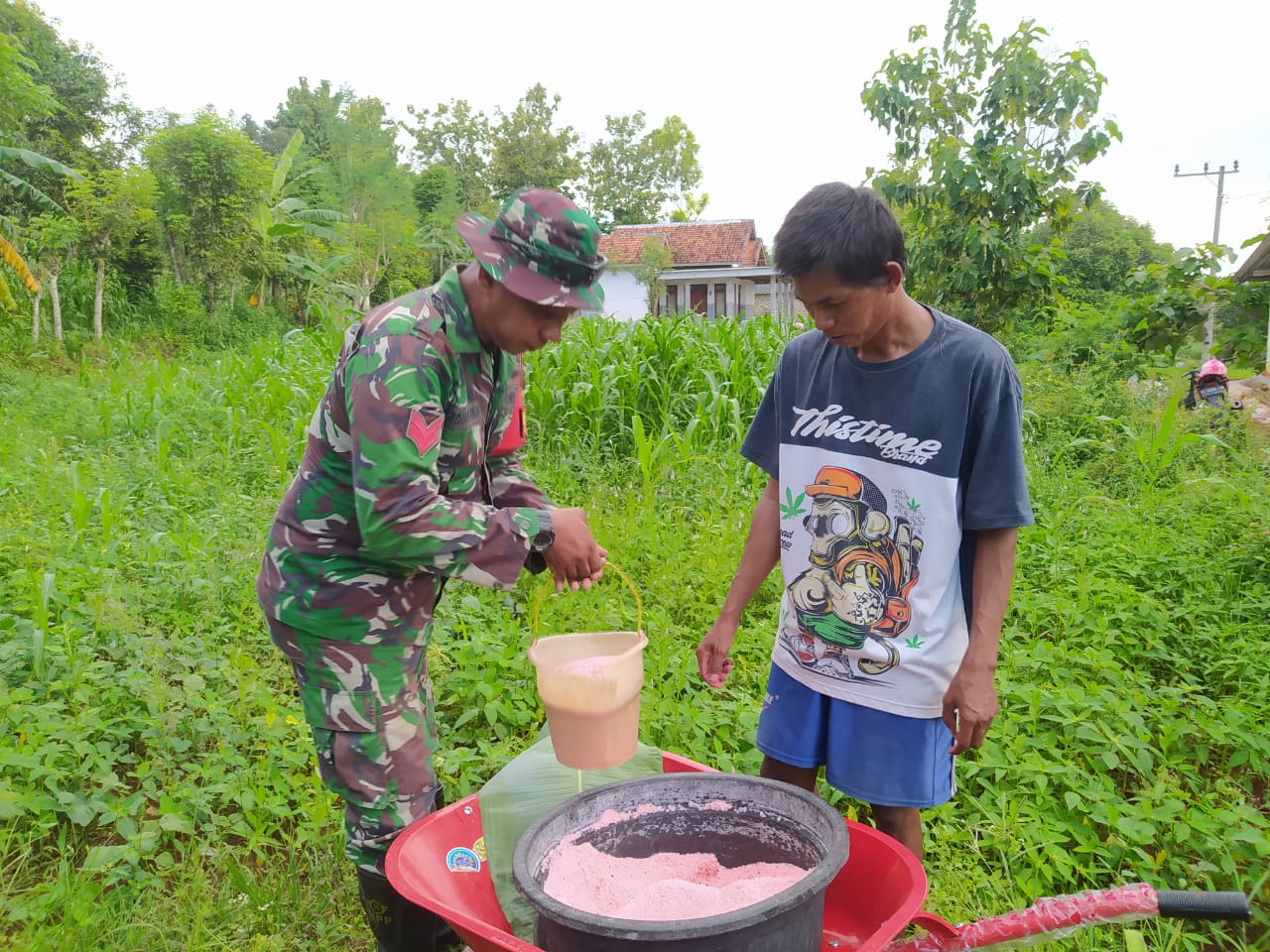 Jalin Silaturahmi Bersama Petani Binaan, Babinsa Pasongsogan Bantu Pemupukan Tanaman Jagung