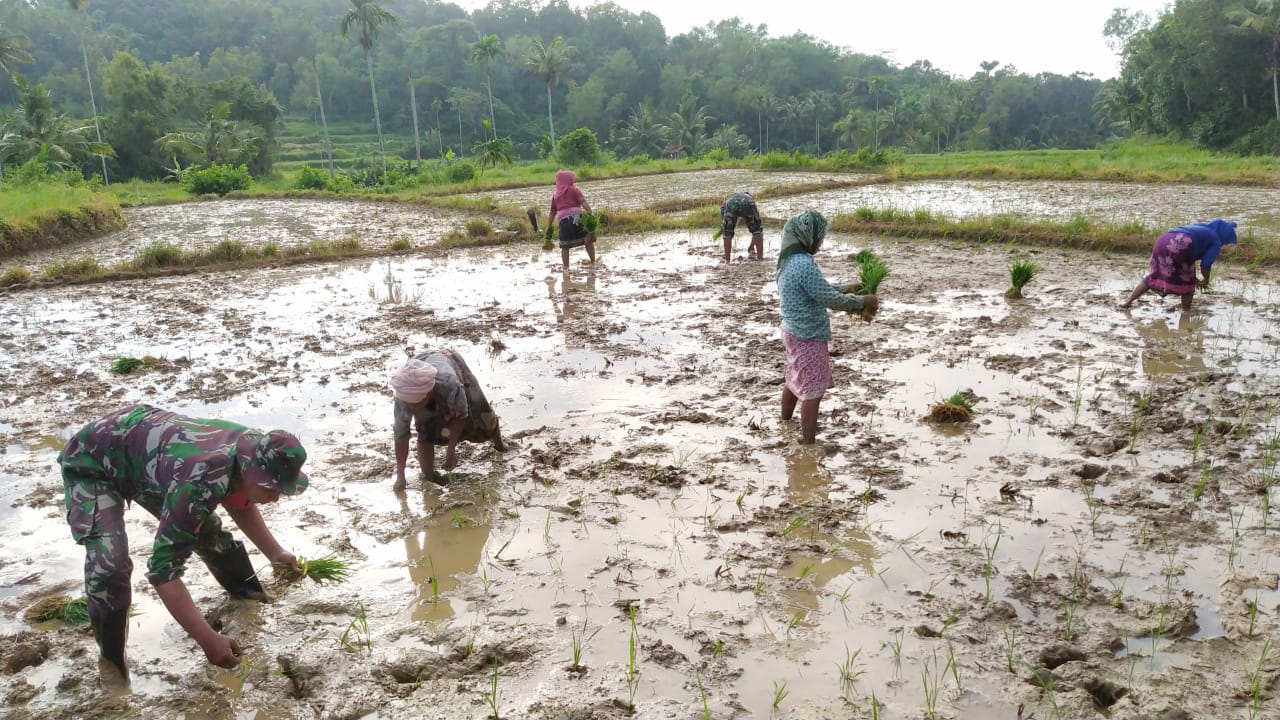 Babinsa Pasongsogan Bantu Kelompok Tani Lakukan Penanaman Padi Di Wilayah Binaan