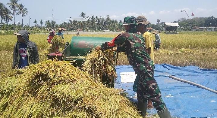 Bantu Panen Padi Warga Babinsa Pragaan Sampaikan Akan Selalu Dampingi Program Ketahanan Pangan