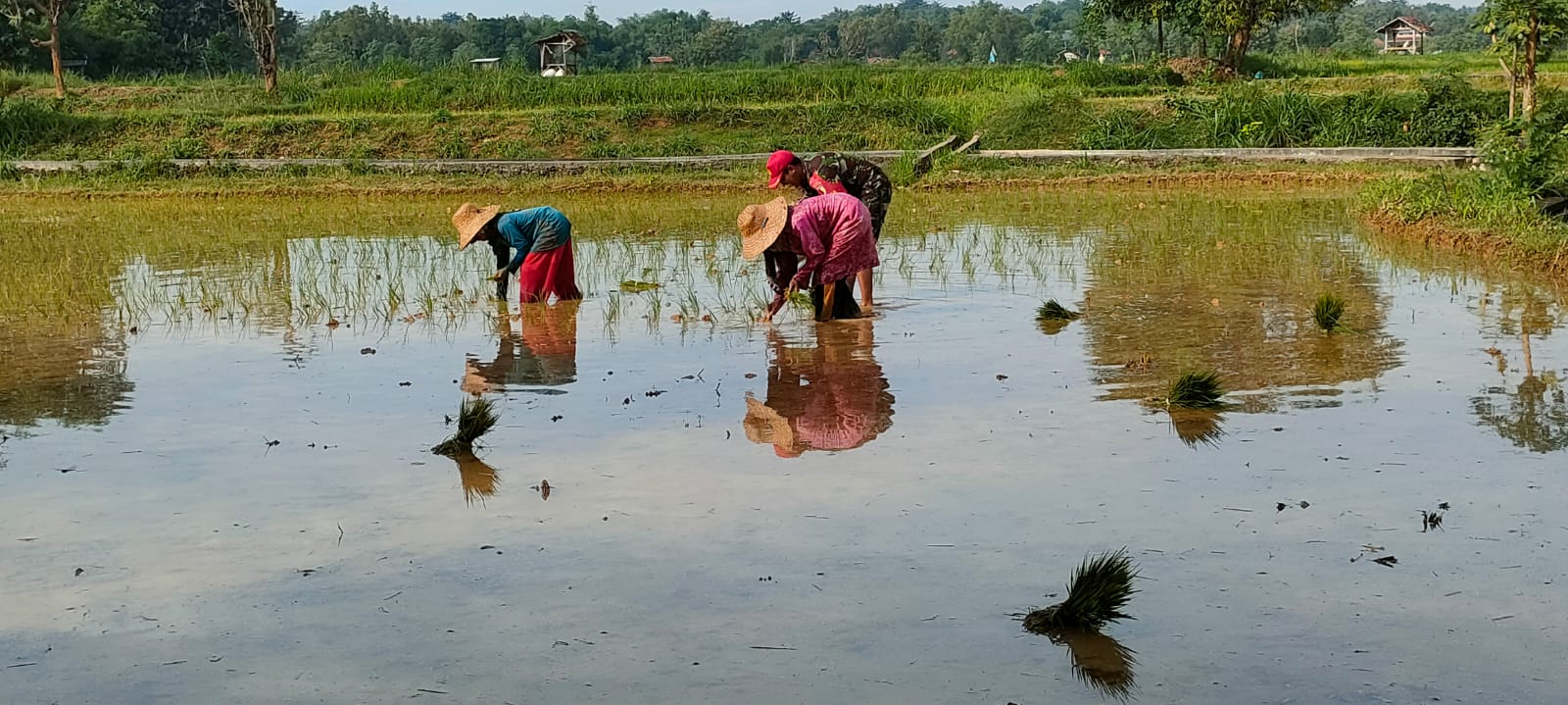 Dukung Ketahanan Pangan Wilayah, Babinsa Ambunten Bantu Petani Tanam Padi