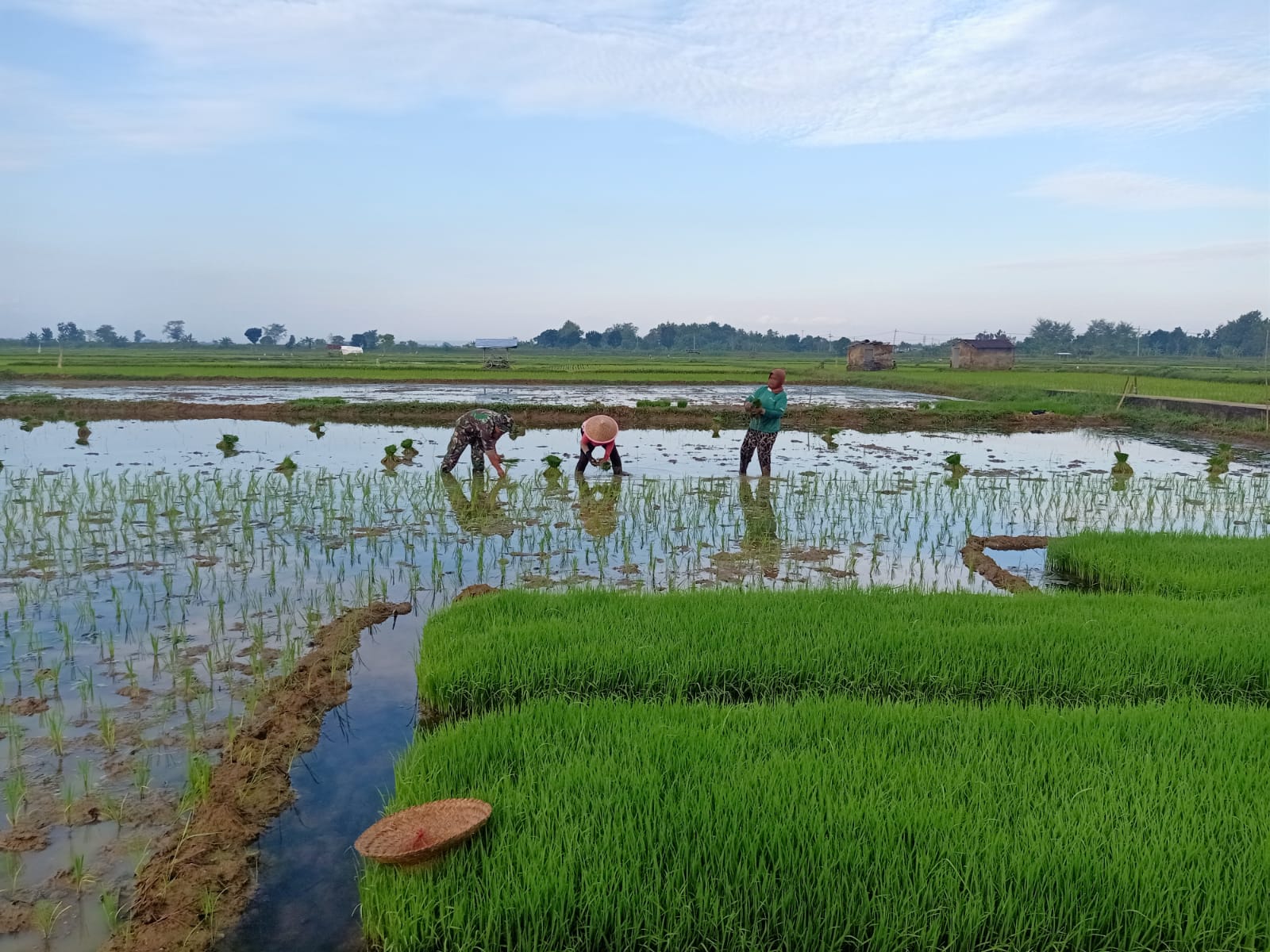 BabinsaTurun ke Sawah Bantu Petani Tanam Padi