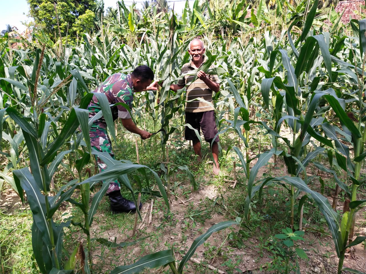 TNI Dukung Ketahanan Pangan Nasional Melalui Perawatan Jagung