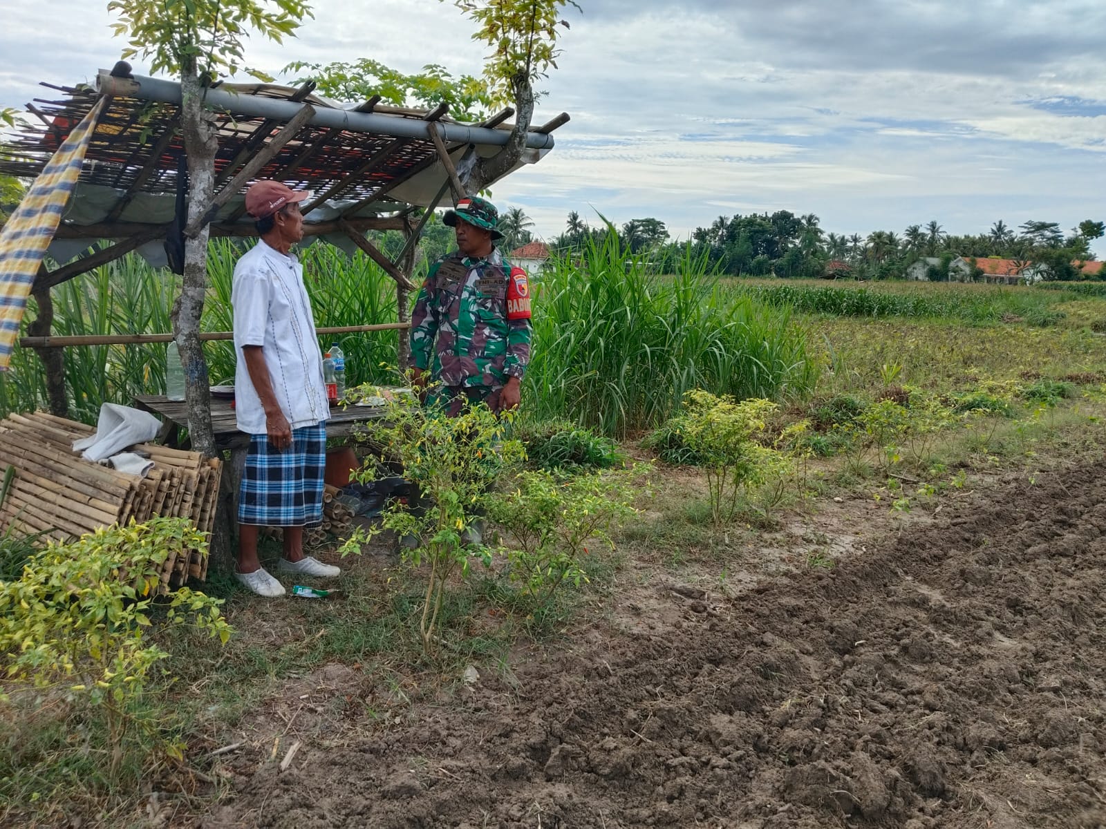 Komsos Babinsa, Ajak Petani Kembangkan Jagung Hibrida di Musim Kemarau