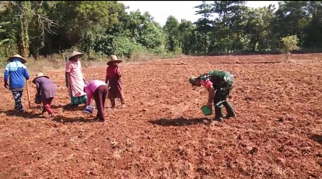 Tanam Jagung Jenis Hibrida di Talango, Upaya Tingkatkan Ketahanan Pangan