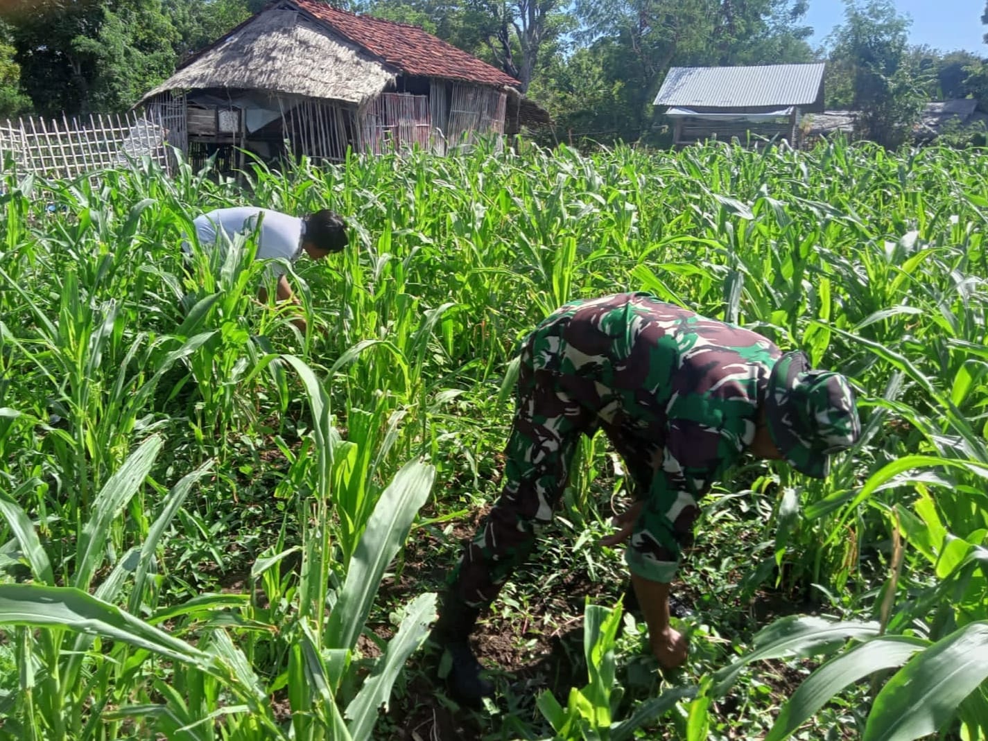 Kontribusi Babinsa Perkuat Ketahanan Pangan Dengan Merawat Jagung di Kepulauan Raas