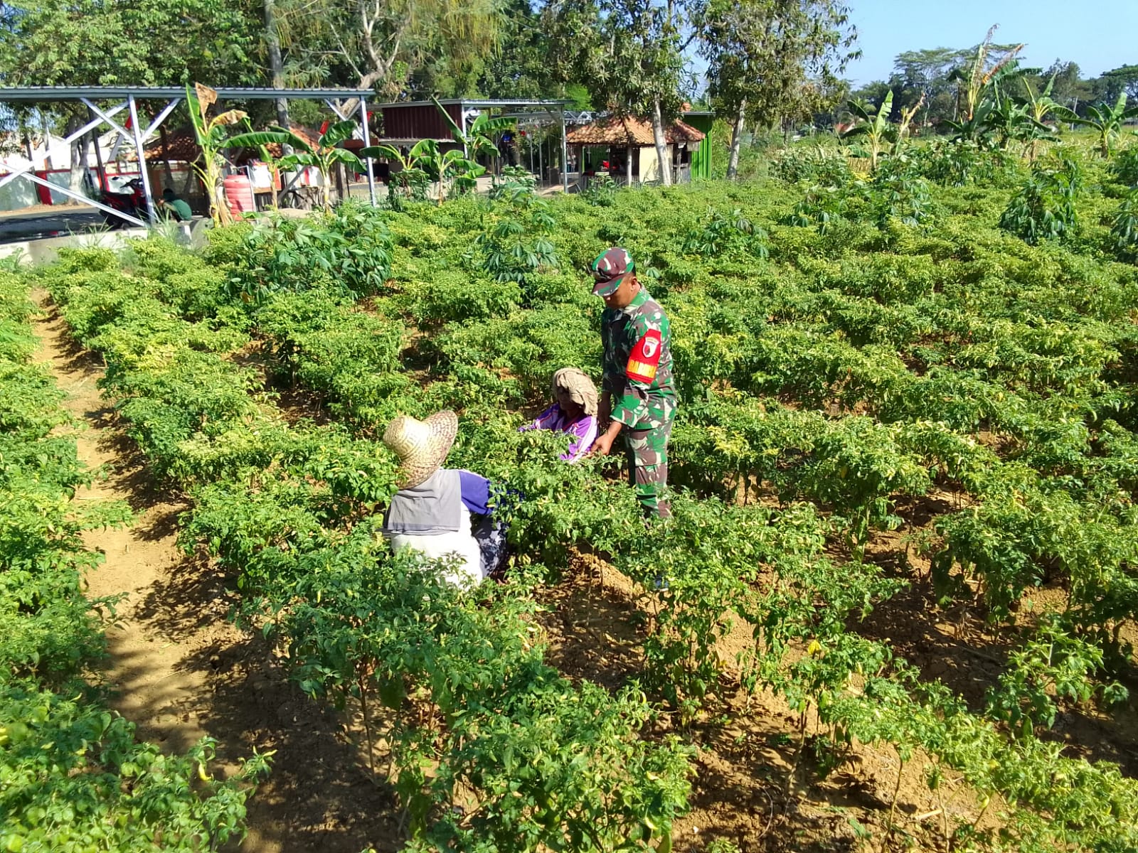 Babinsa Koramil 0827/10 Ambunten Bantu petani Panen Cabe di Desa Tambak agung