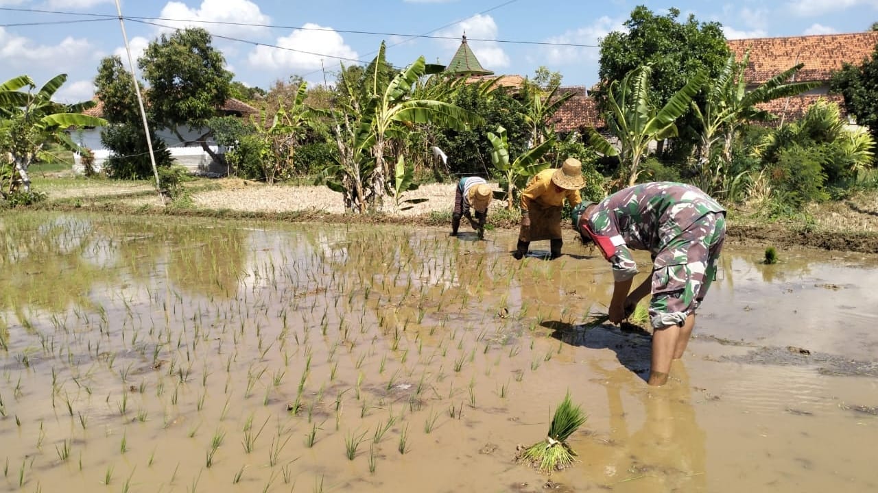 Tingkatkan Produksi Padi Dengan Sumur Bor di Batu Putih