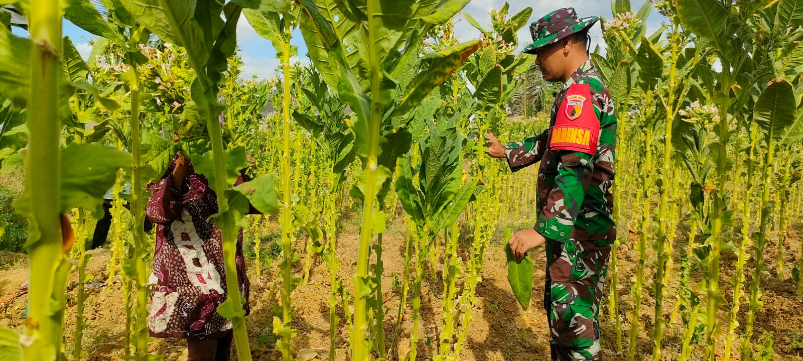 Dampingi Petani Binaan, Babinsa Ikut Panen Dan Beri Motivasi Kepada Petani Tembakau