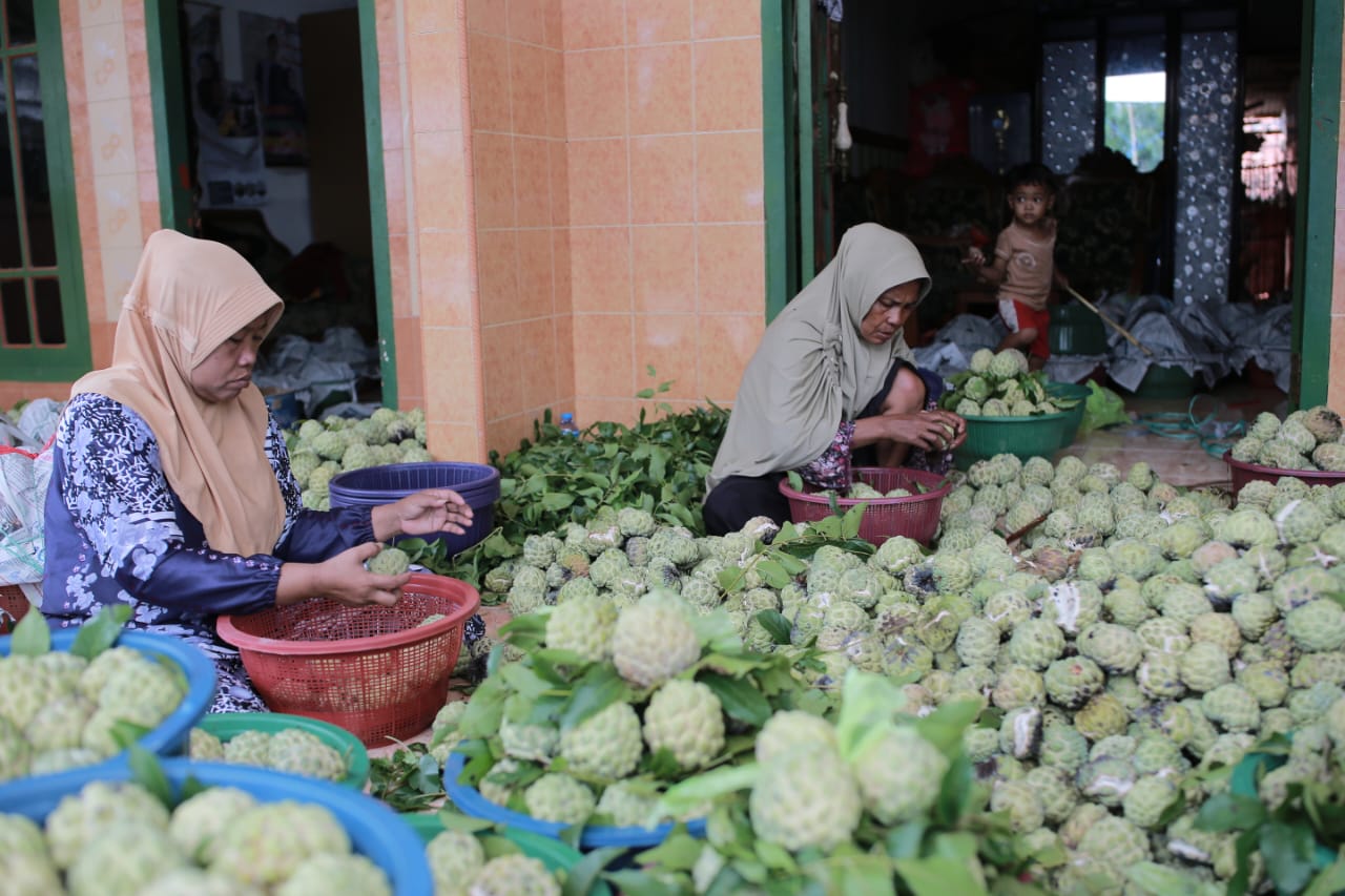 Panen Melimpah, Srikaya Sumenep Tembus Supermarket Surabaya