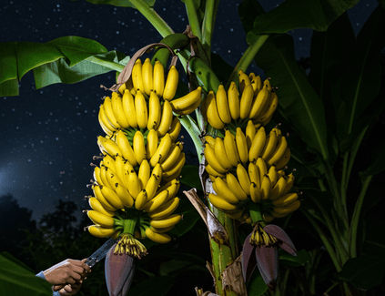 Pilu di Balik Tiga Tandan Pisang: Kisah Tiga Anak di Bawah Umur dan Jalan Kekeluargaan di Sumenep