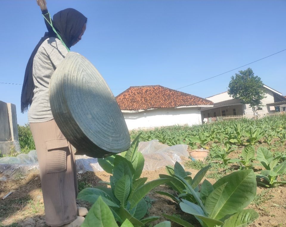 TIHT 2025: Janji Manis Pemkab Sumenep untuk Petani Tembakau