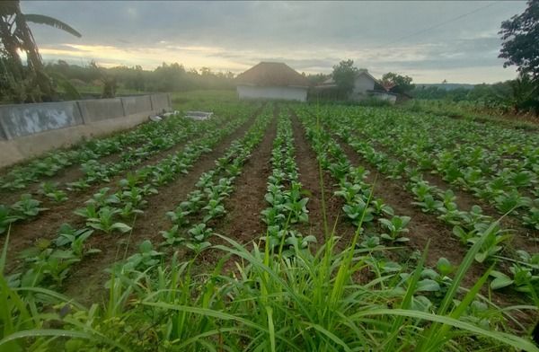 Hujan Semalam di Ganding, Mengundang Resah Petani Tembakau