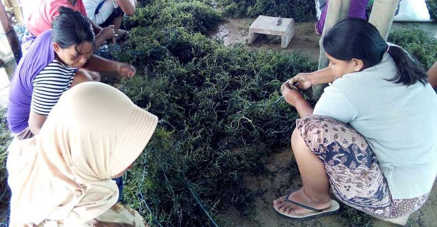Ironi Sumenep: Lumbung Rumput Laut, Tapi Tak Kebagian Anggaran