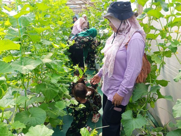 Petik ilmu di green house, Siswa TK Sumenep Belajar Bertani Melon Langsung