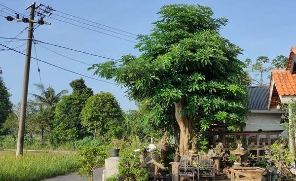 Lahan Tembakau Anjlok 7.000 Hektare dalam Setahun, Ancaman Stabilitas Pangan Mengintai