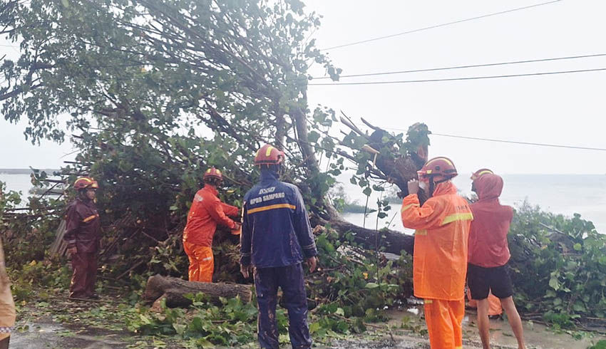 Diterjang Cuaca Ekstrem, Pohon Tumbang Sempat Lumpuhkan Jalur Nasional Sampang