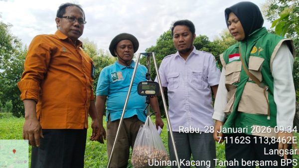 Sinergitas Penyuluh dan BPS: Memotret Produktivitas Kacang Tanah di Saronggi Melalui Ubinan