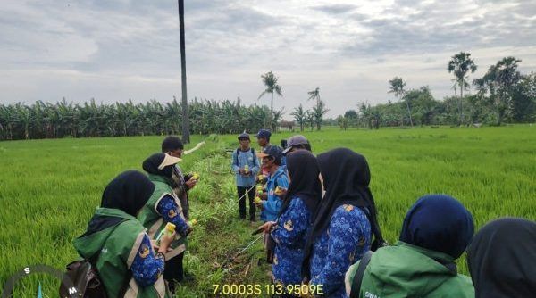 INVESTIGASI: Menguak Teror ‘Bakteri Kresek’ di Gapura, Akankah Swasembada Sumenep Kandas?