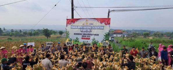 Sinergi Bupati dan Kapolres Sumenep: Panen Raya Jagung Hibrida di Ganding Tembus 13,3 Ton Per Hektar