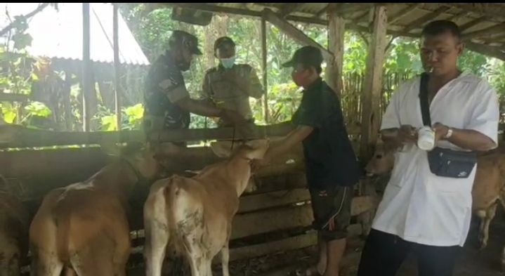 Babinsa Dampingi Babinkamtibmas Laksanakan Vaksinasi PMK Di Wilayah Binaan Babinsa Dampingi Babinkamtibmas Laksanakan Vaksinasi PMK Di Wilayah Binaan