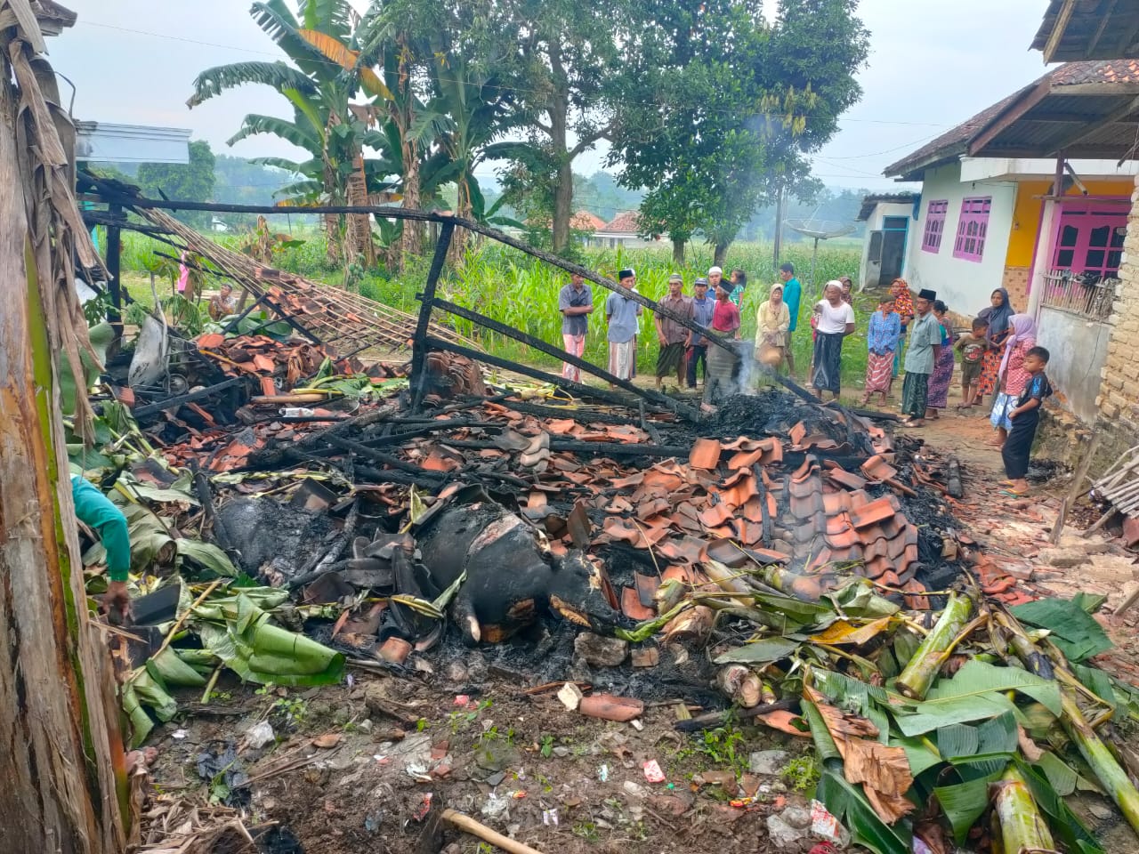 Heboh, Dua Ekor Sapi Milik Warga Desa Gadu Barat Hangus Terbakar